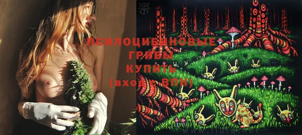 стаф Корсаков